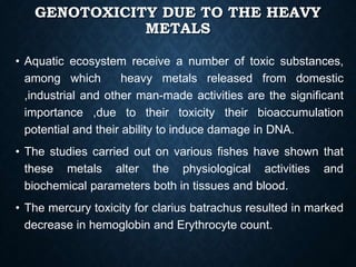 GENOTOXICITY DUE TO THE HEAVY
METALS
• Aquatic ecosystem receive a number of toxic substances,
among which heavy metals released from domestic
,industrial and other man-made activities are the significant
importance ,due to their toxicity their bioaccumulation
potential and their ability to induce damage in DNA.
• The studies carried out on various fishes have shown that
these metals alter the physiological activities and
biochemical parameters both in tissues and blood.
• The mercury toxicity for clarius batrachus resulted in marked
decrease in hemoglobin and Erythrocyte count.
 