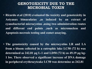GENOTOXICITY DUE TO THE
MICROBIAL TOXIN
• Ricardo et.al (2010) evaluated the toxicity and genotoxicity in
Astyanax bimaculatus ,as induced by an extract of
cyanobacterial microcystins ,using two administration routes
and different end points ,such as micronucleas and
Apoptosis-necrosis testing and comet assaying.
• The genotoxicity caused by the microcystins LR and LA
from a bloom collected in a eutrophic lake LC50 (72 h) was
determined as 242.81 µg L-1 and LD50 (72 h) as 49.19 µg kg-
1 bw. There observed a significant increase of DNA damage
in peripheral erythrocyteake LC50 was determine as 242.81
 