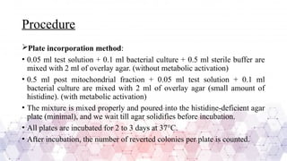 Procedure
Plate incorporation method:
• 0.05 ml test solution + 0.1 ml bacterial culture + 0.5 ml sterile buffer are
mixed with 2 ml of overlay agar. (without metabolic activation)
• 0.5 ml post mitochondrial fraction + 0.05 ml test solution + 0.1 ml
bacterial culture are mixed with 2 ml of overlay agar (small amount of
histidine). (with metabolic activation)
• The mixture is mixed properly and poured into the histidine-deficient agar
plate (minimal), and we wait till agar solidifies before incubation.
• All plates are incubated for 2 to 3 days at 37°C.
• After incubation, the number of reverted colonies per plate is counted.
 