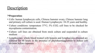 Description
Preparation:
• Cells: human lymphocyte cells, Chinese hamster ovary, Chinese hamster lung
and primary cell culture is used. Human Lymphocyte: 18-35 years and healthy.
• Culture conditions: temperature 37°C; 5% CO2; cell lines to be checked for
mycoplasma contamination.
• Culture: cell lines are obtained from stock culture and suspended in culture
medium
• Lymphocytes: whole blood treated with heparin and lymphocytes obtained are
cultured for 48 hours in the presence of phytohaemagglutinin to induce cell
division before exposure.
 