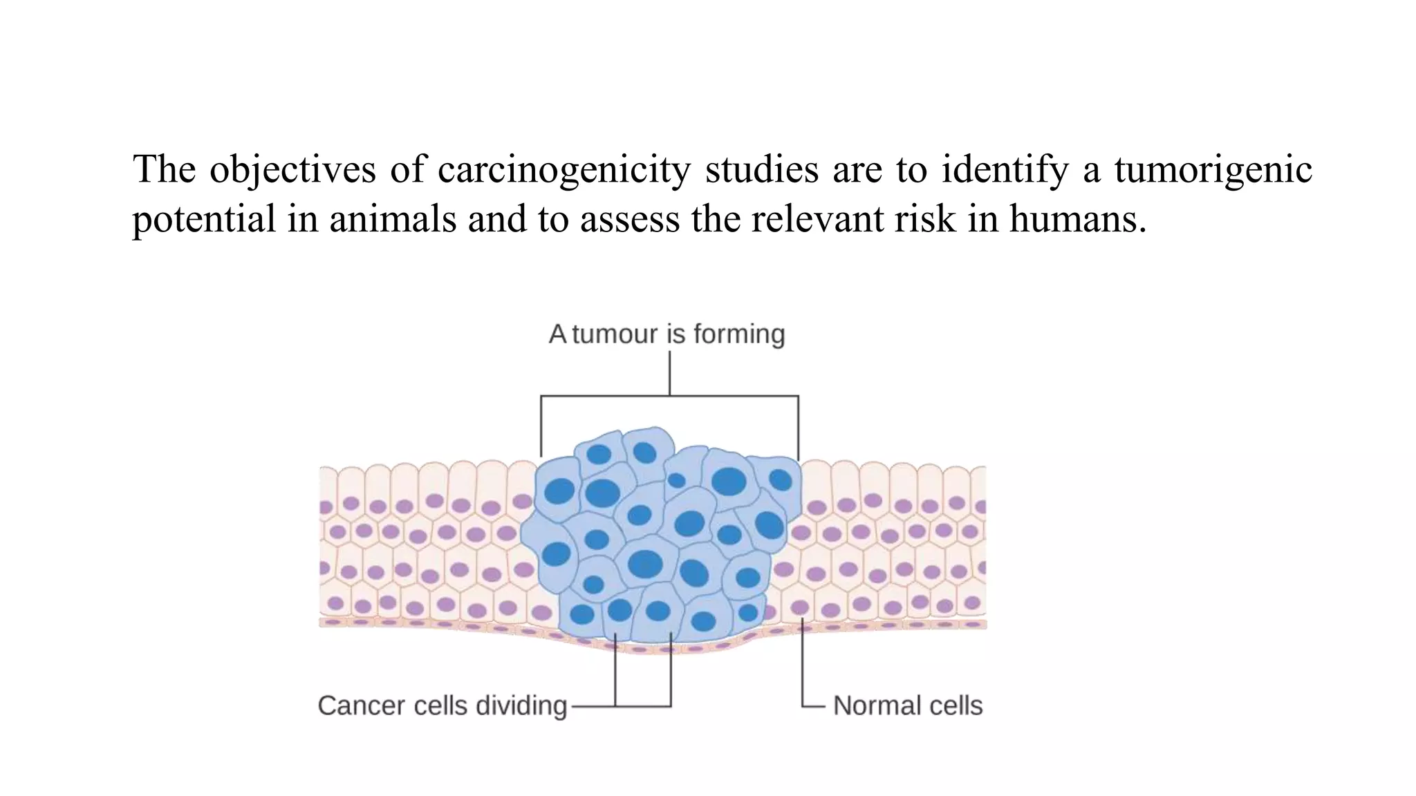 The objectives of carcinogenicity studies are to identify a tumorigenic
potential in animals and to assess the relevant risk in humans.
 