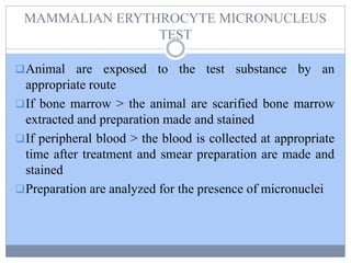 MAMMALIAN ERYTHROCYTE MICRONUCLEUS
TEST
Animal are exposed to the test substance by an
appropriate route
If bone marrow > the animal are scarified bone marrow
extracted and preparation made and stained
If peripheral blood > the blood is collected at appropriate
time after treatment and smear preparation are made and
stained
Preparation are analyzed for the presence of micronuclei
 