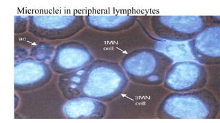 Micronuclei in peripheral lymphocytes
07-11-2017 16
 