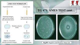 AMES TEST WORKFLOW
Experimental tube Control tube
Histidine selective
media
Incubation Incubation
Control with
natural revertants
High no. of revertants
indicates potential mutagen
Suspected mutagen,
agar, rat liver extract
and salmonella strains
Agar, rat liver extract
and salmonella strains
Fig.05: Negative and Positive Ames test
 