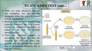  There are some chemicals that are
non mutagenic, but they become
mutagenic when they come in contact
in body metabolism.
 Bacteria does not have metabolizing
capacity, therefore, the liver extract
(called as metabolic activator) is
added to the test, to perform
transformation.
 Then the bacterial sample is
inoculated. But from the idea the
negative test will not show any
growth, but the growth can occurs
due to spontaneous mutation, this is
only the limitation .
Fig.06: Ames test
 