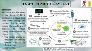Principle:
The basis for this assay
is that loops of DNA
containing a break lose
their super coiling and
become free to extend
toward the anode when
exposed to current
during electrophoresis at
high pH.
• The results appear as
structures resembling
comets observed by
fluorescence
microscopy. Fig.07: Workflow of Comet assay test
 