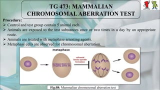 Procedure:
 Control and test group contain 5 animal each.
 Animals are exposed to the test substances once or two times in a day by an appropriate
route.
 Animals are treated with metaphase arresting agents.
 Metaphase cells are observed for chromosomal aberration.
Fig.08: Mammalian chromosomal aberration test
 
