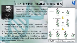 Genotype3, is the genetic makeup
responsible for the all the observable
characteristics of an organism (total
genetic inheritance).
Fig.04: Monohybrid cross in genetics
 Monohybrid cross: The cross between two
monohybrid traits (TT and tt) is called a Monohybrid
Cross.
E.g., Height of the plant, position of the flower etc.
 Dihybrid cross: Dihybrid cross is the cross between
two different genes that differ in two observed traits.
E.g., Shape and color of the seed, shape and position of
petals of the same flower etc.
GREGOR JOHANN
MENDEL
 