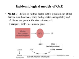 Epidemiological models of GxE
• Model D- differs as neither factor in this situation can effect
disease risk, however, when both genetic susceptibility and
risk factor are present the risk is increased.
Example: G6PD deficiency gene.
13
 