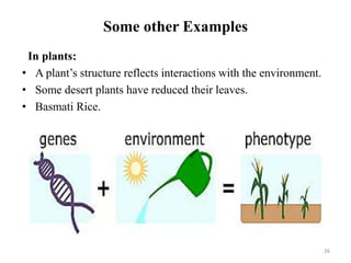 Some other Examples
In plants:
• A plant’s structure reflects interactions with the environment.
• Some desert plants have reduced their leaves.
• Basmati Rice.
26
 
