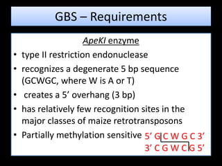 ApeKI enzyme
• type II restriction endonuclease
• recognizes a degenerate 5 bp sequence
(GCWGC, where W is A or T)
• creates a 5’ overhang (3 bp)
• has relatively few recognition sites in the
major classes of maize retrotransposons
• Partially methylation sensitive
GBS – Requirements
5’ G C W G C 3’
3’ C G W C G 5’
 