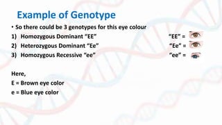 Example of Genotype
• So there could be 3 genotypes for this eye colour
1) Homozygous Dominant “EE” “EE” =
2) Heterozygous Dominant “Ee” “Ee” =
3) Homozygous Recessive “ee” “ee” =
Here,
E = Brown eye color
e = Blue eye color
 
