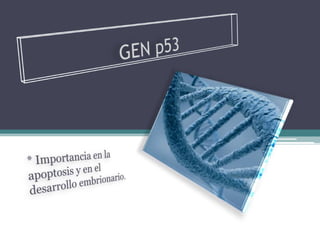 GEN p53 * Importancia en la apoptosis y en el desarrollo embrionario. 