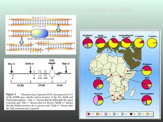 Genetica di Popolazioni 1 | PPT