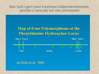 Non tutti i geni sono trasmessi indipendentemente,
perché ci sono più loci che cromosomi

da Kidd et al. 1999

 