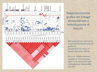 Rappresentazione
grafica del linkage
disequilibrium e
individuazione di
blocchi

SNP associati con una forma
di schizofrenia (parte alta del
grafico) e
blocchi di LD (in rosso, in
basso) attraverso 209 kb.
Shi et al. (2009) Common
variants on chromosome
6p22.1 are associated with
schizophrenia. Nature 460:
753-757

 
