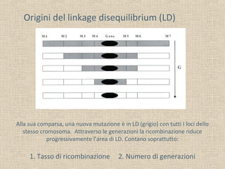 Origini del linkage disequilibrium (LD)

Alla sua comparsa, una nuova mutazione è in LD (grigio) con tutti I loci dello
stesso cromosoma. Attraverso le generazioni la ricombinazione riduce
progressivamente l’area di LD. Contano soprattutto:

1. Tasso di ricombinazione

2. Numero di generazioni

 