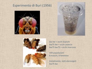 Esperimento di Buri (1956)

bw bw = occhi bianchi
bw75 bw = occhi arancio
bw75 bw75 = occhi marrone
109 popolazioni
8 maschi, 8 femmine
Inizialmente, tutti eterozigoti
bw75 bw

 