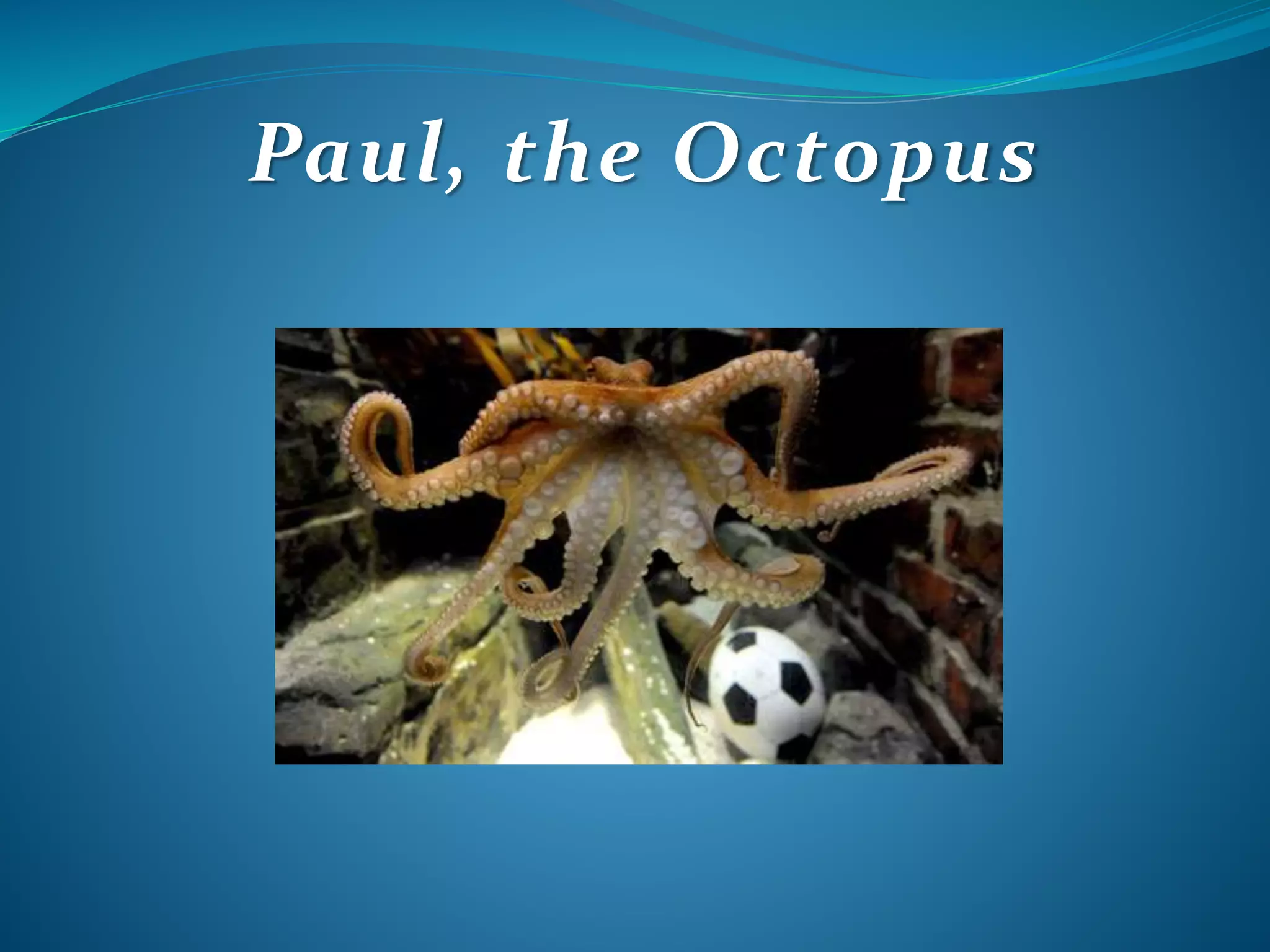 Paul, the Octopus
 