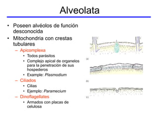 generalidades de los protozoarios y amebas | PPT