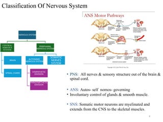 Pns Classification Genral ascpect and steps involved in neurotrasmission | PPTX