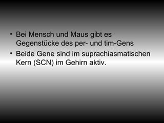 Bei Mensch und Maus gibt es Gegenstücke des per- und tim-Gens Beide Gene sind im suprachiasmatischen Kern (SCN) im Gehirn aktiv. 