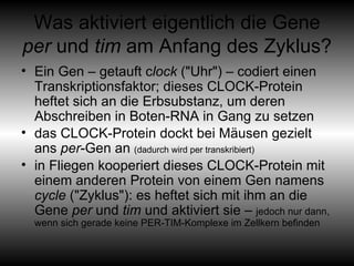 Was aktiviert eigentlich die Gene  per  und  tim  am Anfang des Zyklus?  Ein Gen – getauft c lock  ("Uhr") – codiert einen Transkriptionsfaktor; dieses CLOCK-Protein heftet sich an die Erbsubstanz, um deren Abschreiben in Boten-RNA in Gang zu setzen das CLOCK-Protein dockt bei Mäusen gezielt ans  per -Gen an  (dadurch wird per transkribiert) in Fliegen kooperiert dieses CLOCK-Protein mit einem anderen Protein von einem Gen namens  cycle  ("Zyklus"): es heftet sich mit ihm an die Gene  per  und  tim  und aktiviert sie –  jedoch nur dann, wenn sich gerade keine PER-TIM-Komplexe im Zellkern befinden 