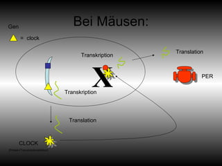 Bei Mäusen: Translation Transkription CLOCK (Protein/Transkriptionsfaktor) Transkription Translation PER =  clock Gen X 