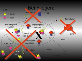 Bei Fliegen: + wenn: dann: X =  clock Gen =  cycle Translation Translation TIM PER Translation Transkription von clock Transkription von cycle Transkription von per Transkription von tim CLOCK (Protein) CYCLE (Protein) 