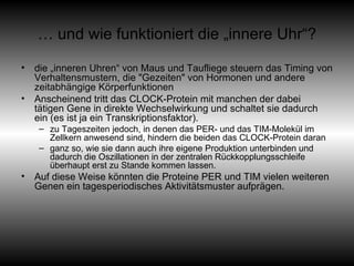 …  und wie funktioniert die „innere Uhr“? die „inneren Uhren“ von Maus und Taufliege steuern das Timing von Verhaltensmustern, die "Gezeiten" von Hormonen und andere zeitabhängige Körperfunktionen  Anscheinend tritt das CLOCK-Protein mit manchen der dabei tätigen Gene in direkte Wechselwirkung und schaltet sie dadurch ein (es ist ja ein Transkriptionsfaktor).  zu Tageszeiten jedoch, in denen das PER- und das TIM-Molekül im Zellkern anwesend sind, hindern die beiden das CLOCK-Protein daran ganz so, wie sie dann auch ihre eigene Produktion unterbinden und dadurch die Oszillationen in der zentralen Rückkopplungsschleife überhaupt erst zu Stande kommen lassen. Auf diese Weise könnten die Proteine PER und TIM vielen weiteren Genen ein tagesperiodisches Aktivitätsmuster aufprägen. 