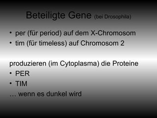 Beteiligte Gene  (bei Drosophila) per (für period) auf dem X-Chromosom tim (für timeless) auf Chromosom 2 produzieren (im Cytoplasma) die Proteine  PER  TIM …  wenn es dunkel wird 