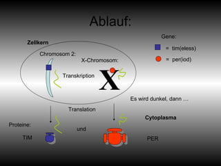 Ablauf: X =  per(iod) =  tim(eless) Translation PER TIM Gene: Proteine: Es wird dunkel, dann … Chromosom 2: X-Chromosom: Transkription Zellkern Cytoplasma und 