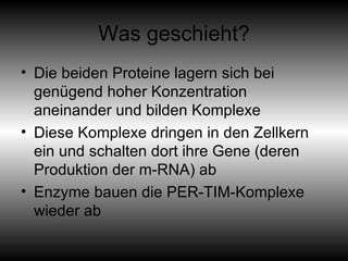 Was geschieht? Die beiden Proteine lagern sich bei genügend hoher Konzentration aneinander und bilden Komplexe Diese Komplexe dringen in den Zellkern ein und schalten dort ihre Gene (deren Produktion der m-RNA) ab Enzyme bauen die PER-TIM-Komplexe wieder ab 