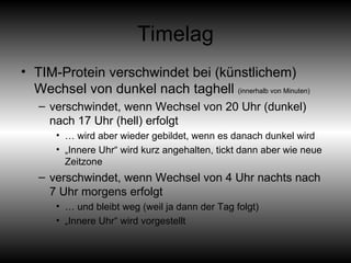 Timelag TIM-Protein verschwindet bei (künstlichem) Wechsel von dunkel nach taghell  (innerhalb von Minuten) verschwindet, wenn Wechsel von 20 Uhr (dunkel) nach 17 Uhr (hell) erfolgt …  wird aber wieder gebildet, wenn es danach dunkel wird  „ Innere Uhr“ wird kurz angehalten, tickt dann aber wie neue Zeitzone verschwindet, wenn Wechsel von 4 Uhr nachts nach 7 Uhr morgens erfolgt  …  und bleibt weg (weil ja dann der Tag folgt) „ Innere Uhr“ wird vorgestellt 