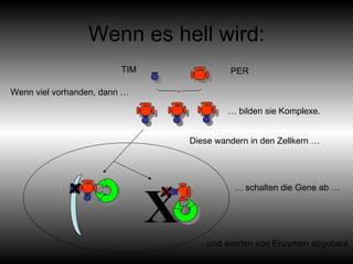 Wenn es hell wird: TIM PER X x x Wenn viel vorhanden, dann … Diese wandern in den Zellkern … … bilden sie Komplexe. … schalten die Gene ab …  … und werden von Enzymen abgebaut 
