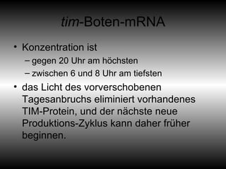tim -Boten-mRNA Konzentration ist  gegen 20 Uhr am höchsten  zwischen 6 und 8 Uhr am tiefsten  das Licht des vorverschobenen Tagesanbruchs eliminiert vorhandenes TIM-Protein, und der nächste neue Produktions-Zyklus kann daher früher beginnen. 