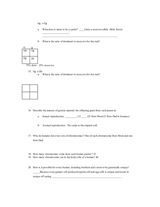 Gg x Gg
a. What does it mean to be a carrier? ____Carry a recessive allele (little letter)
____________________
_________________________________________________________
b. What is the ratio of dominant to recessive for this trait?
G g
GG Gg
Gg gg
75% dom – 25% recessive
15. Gg x GG
a. What is the ratio of dominant to recessive for this trait?
16. Describe the amount of genetic material the offspring gains from each parent in
a. Sexual reproduction: _________1/2____ (23 from Mom/23 from Dad in humans)
b. Asexual reproduction: The same as the original cell.
17. Why do humans have two sets ofchromosomes? One of each chromosome from Mom and one
from Dad.
18. How many chromsomes come from each human parent ? 23
19. How many chromosomes are in the body cells of a human? 46
20. How is it possible for every human, including brothers and sisters to be genetically unique?
_____Because every gamete cell produced (sperm cell and egg cell) is unique and results in
unique off spring. ____________________________________________________
 