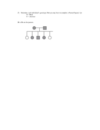 25. Determine each individual’s genotype. Hint you may have to complete a Punnett Square. Let
B = Black
b = chestnut
Bb x Bb are the parents.
 