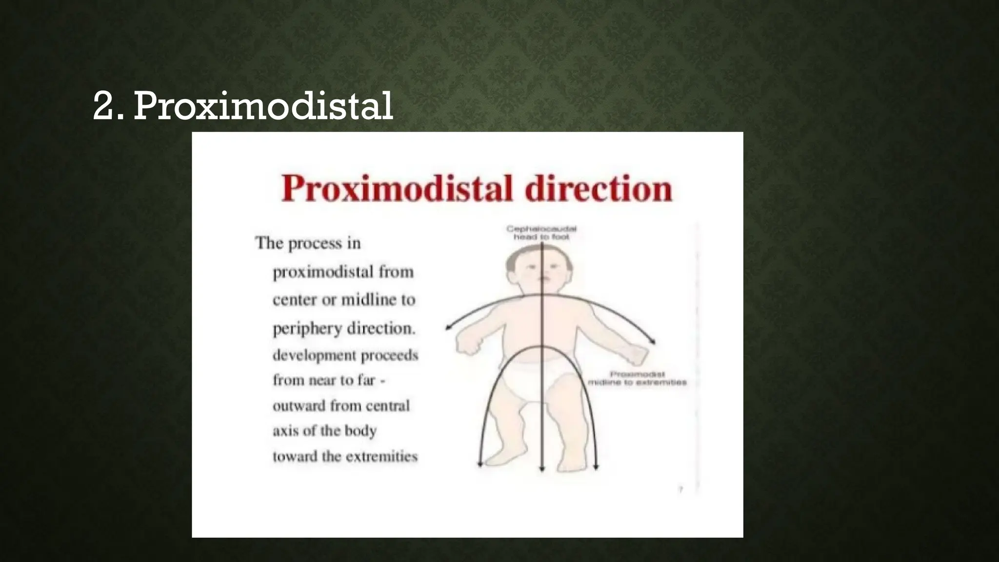 2. Proximodistal
 