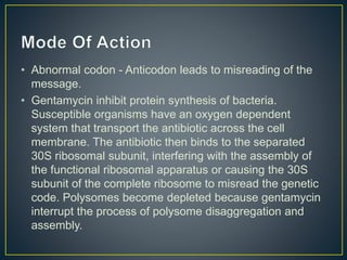 • Abnormal codon - Anticodon leads to misreading of the
message.
• Gentamycin inhibit protein synthesis of bacteria.
Susceptible organisms have an oxygen dependent
system that transport the antibiotic across the cell
membrane. The antibiotic then binds to the separated
30S ribosomal subunit, interfering with the assembly of
the functional ribosomal apparatus or causing the 30S
subunit of the complete ribosome to misread the genetic
code. Polysomes become depleted because gentamycin
interrupt the process of polysome disaggregation and
assembly.
 