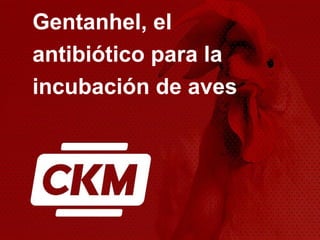 Gentanhel, el
antibiótico para la
incubación de aves
 