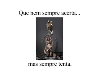 Que nem sempre acerta... mas sempre tenta. 