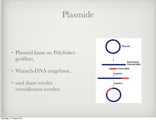 Plasmide



           •   Plasmid kann an Polylinker
               geöffnet,

           •   Wunsch-DNA eingebaut,

           •   und dann wieder
               verschlossen werden




Samstag, 13. August 2011
 