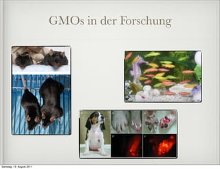 GMOs in der Forschung




Samstag, 13. August 2011
 