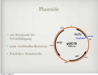 Plasmide



           •   ori: Startpunkt für
               Vervielfältigung

           •   amp: Antibiotika-Resistenz

           •   Polylinker: Schnittstelle




Samstag, 13. August 2011
 