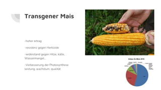 Transgener Mais
-hoher ertrag
-resistenz gegen Herbizide
-widerstand gegen Hitze, kälte,
Wassermangel…
-Verbesserung der Photosynthese
leistung, wachstum, qualität
 
