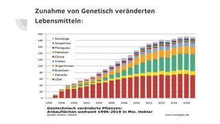 Zunahme von Genetisch veränderten
Lebensmitteln:
 