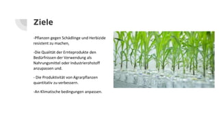 Ziele
-Pflanzen gegen Schädlinge und Herbizide
resistent zu machen,
-Die Qualität der Ernteprodukte den
Bedürfnissen der Verwendung als
Nahrungsmittel oder Industrierohstoff
anzupassen und.
- Die Produktivität von Agrarpflanzen
quantitativ zu verbessern.
-An Klimatische bedingungen anpassen.
 