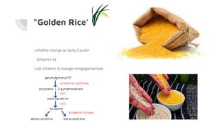 “Golden Rice”
-erhöhte menge an beta Carotin
(Vitamin A)
-soll Vitamin A mangel entgegenwirken
 