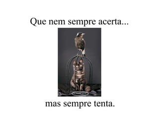 Que nem sempre acerta...
mas sempre tenta.
 